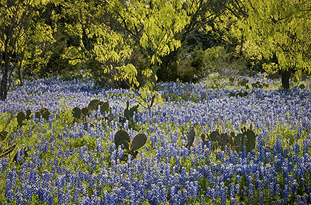 Backlit Bluebonnets and Prickly Pear Cactus, Hill Country, TX 